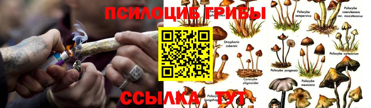 Галлюциногенные грибы Psilocybine cubensis Тюмень